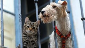 Cani e gatti, l’Ue cambia le regole: più tutele, tracciabilità e stop al commercio illegale