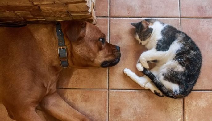 Cani e gatti in Ue: commercio e benessere