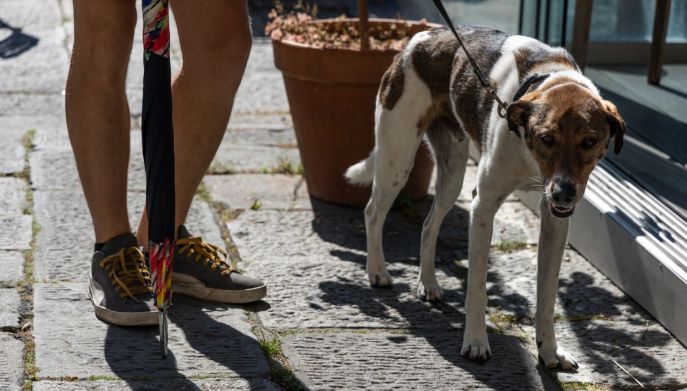 Cane a passeggio: come gestire la pip&igrave;