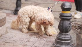 Pipì dei cani, la sfida della convivenza: Viterbo chiede più responsabilità ai proprietari