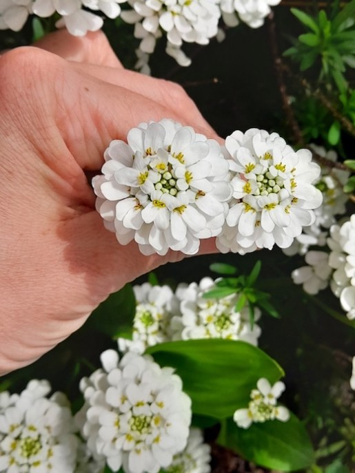 Iberis fiori bianchi