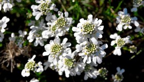 Iberis, dove posizionare e quando fiorisce questa pianta perenne