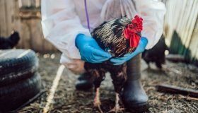 Influenza aviaria, boom di casi. I focolai nel nord Italia: rischi e precauzioni