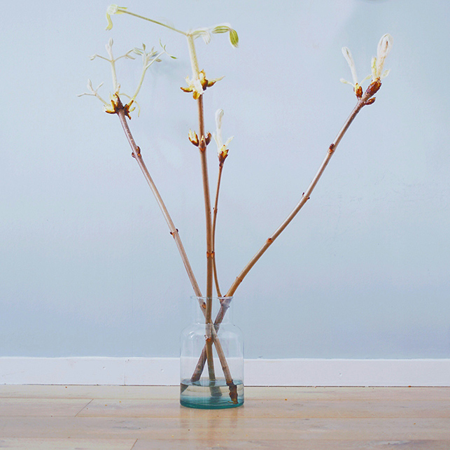 Vaso decorativo in vetro trasparente con rami, composizione minimale per la casa