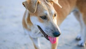 Aloka, il cane della pace: da randagio a compagno dei monaci buddisti