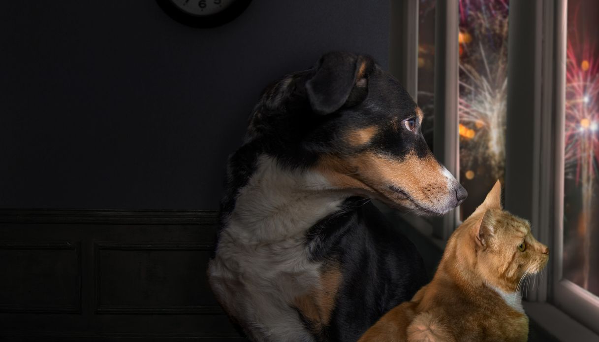 Botti di Capodanno, l'impatto che hanno ancora oggi su cani e gatti (e non solo)