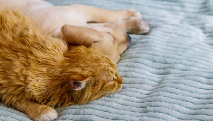 Cuccioli di cane e gatto dormono sul letto
