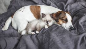 Dormire con cani e gatti è più comune di quanto pensi, cosa dicono i dati