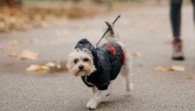 Cappottini per cani: i più caldi per affrontare l’inverno