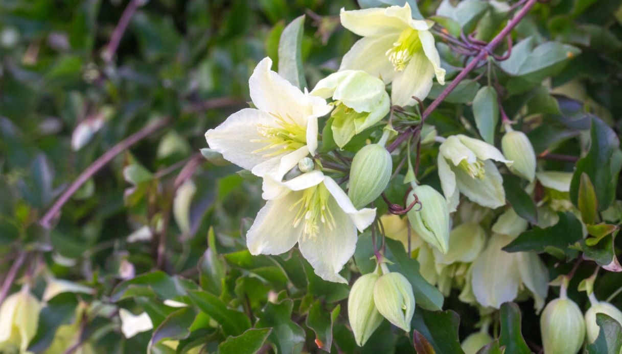 Clematis Cirrhosa, la pianta resistente al freddo: come coltivarla