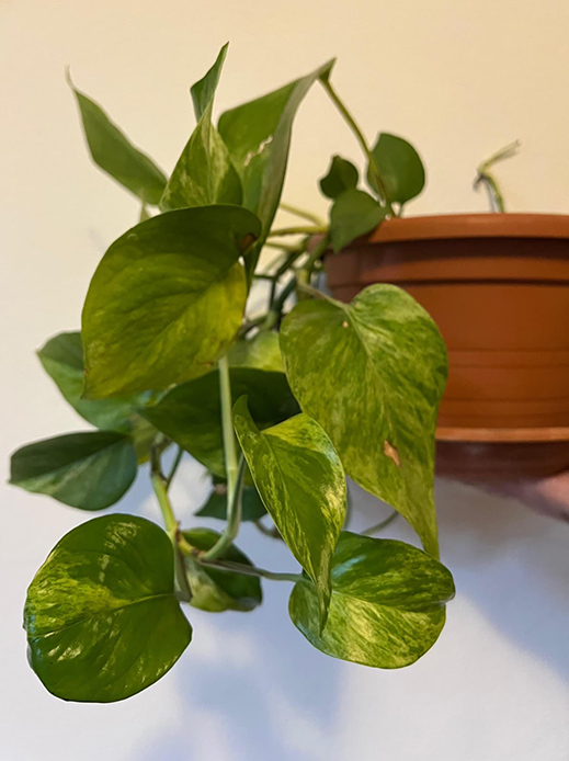 Epipremnum aureum con foglie verdi e variegate in vaso sospeso
