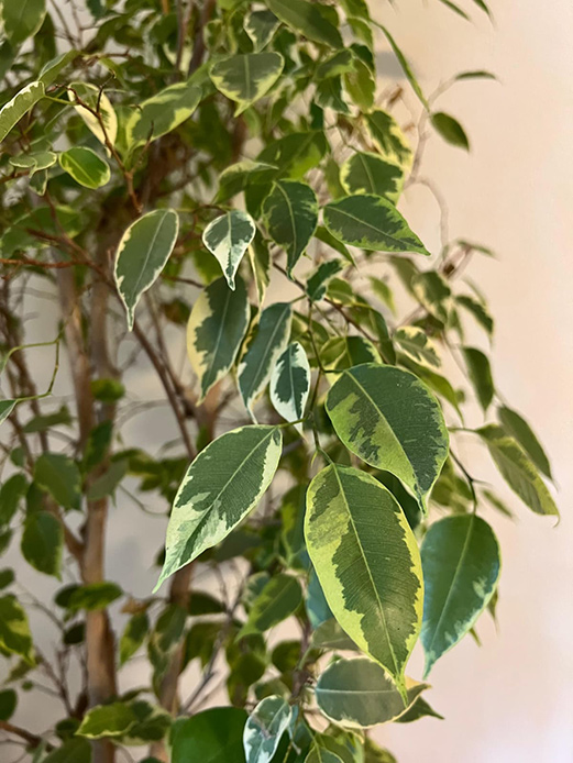 Ficus benjamin coltivato in vaso all&rsquo;interno di un&rsquo;abitazione