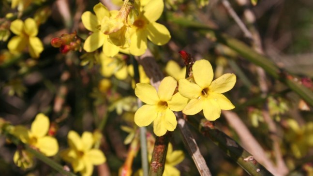 Gelsomino nudiflorum, come coltivare e quando fiorisce la pianta dell’inverno