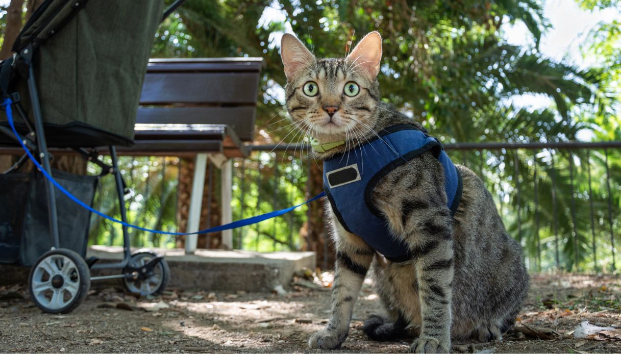 A spasso con il gatto: i guinzagli più comodi per il tuo pelosetto