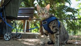 A spasso con il gatto: i guinzagli più comodi per il tuo pelosetto