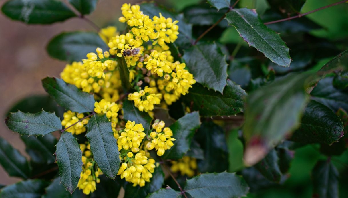 Mahonia, dove piantarla, quando fiorisce e come moltiplicarla