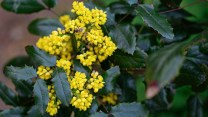 Mahonia, dove piantarla, quando fiorisce e come moltiplicarla