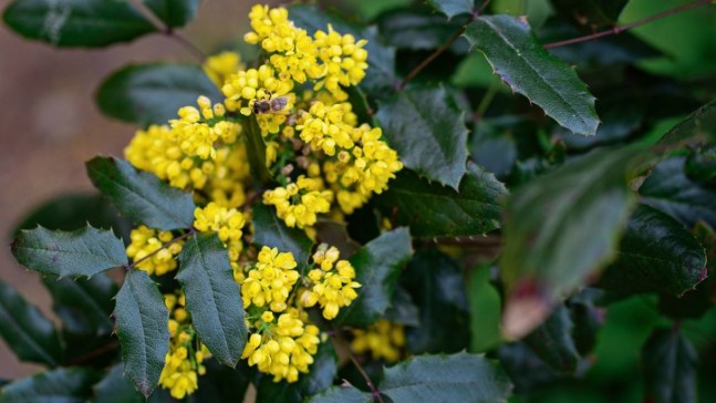 Mahonia, dove piantarla, quando fiorisce e come moltiplicarla