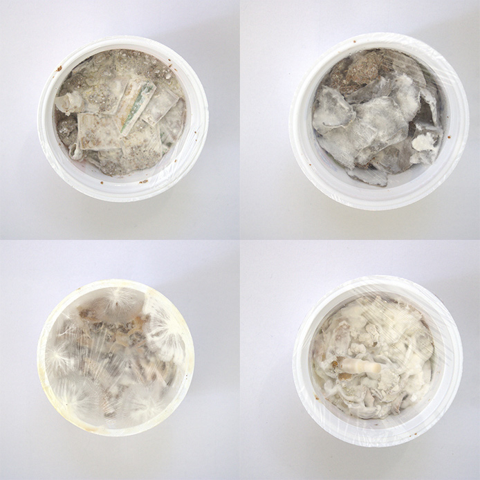 Sequenza delle fasi di crescita del micelio all&rsquo;interno di contenitori