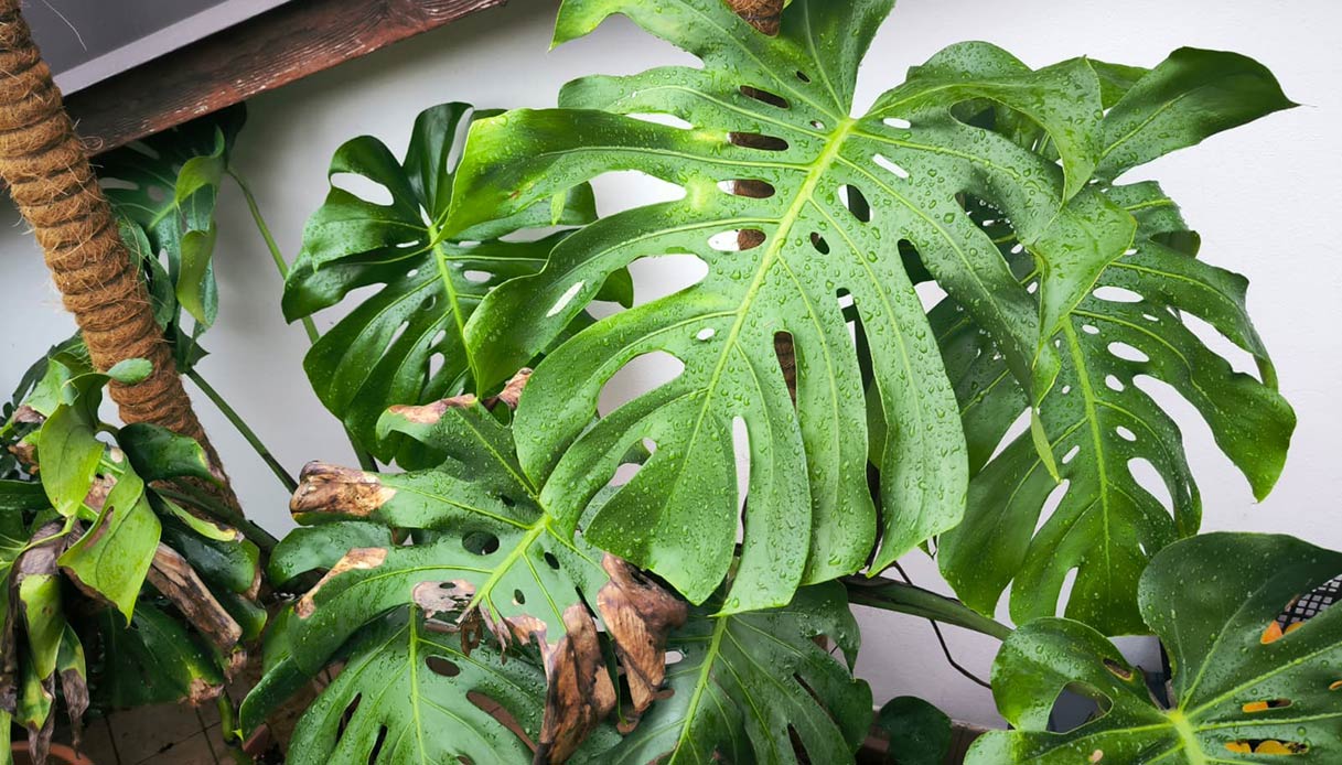 Foglie verdi e traforate di Monstera deliciosa coltivata in casa