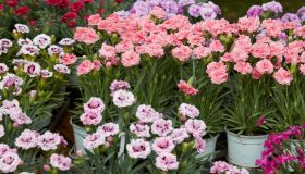 Mostre mercato di giardinaggio nel 2026: le principali in Italia