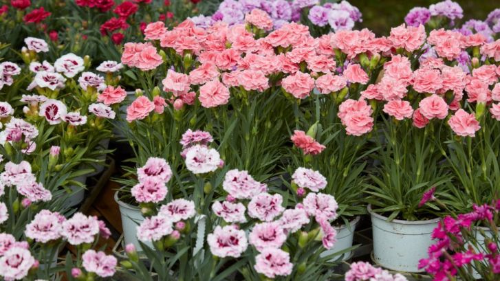 Mostre mercato di giardinaggio nel 2026: le principali in Italia