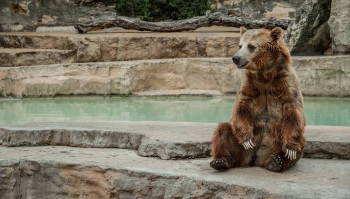 Orso marsicano si riposa vicino all'acqua