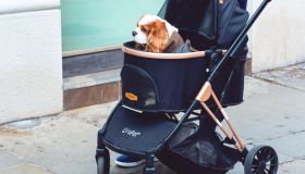 I passeggini per cani sono la scelta confortevole per le uscite con i pets