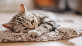 Micio è freddoloso? Il tappetino riscaldante è il miglior alleato in inverno