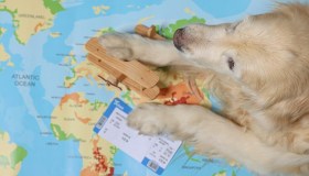 Cani di grossa taglia in cabina, ITA Airways pensa al benessere degli animali