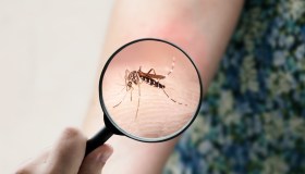 Virus Chikunguya, cresce l’allarme. La mappa del rischio, anche in Italia: dove si trova