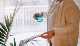 Kentia, come coltivarla in casa e quanto bagnarla