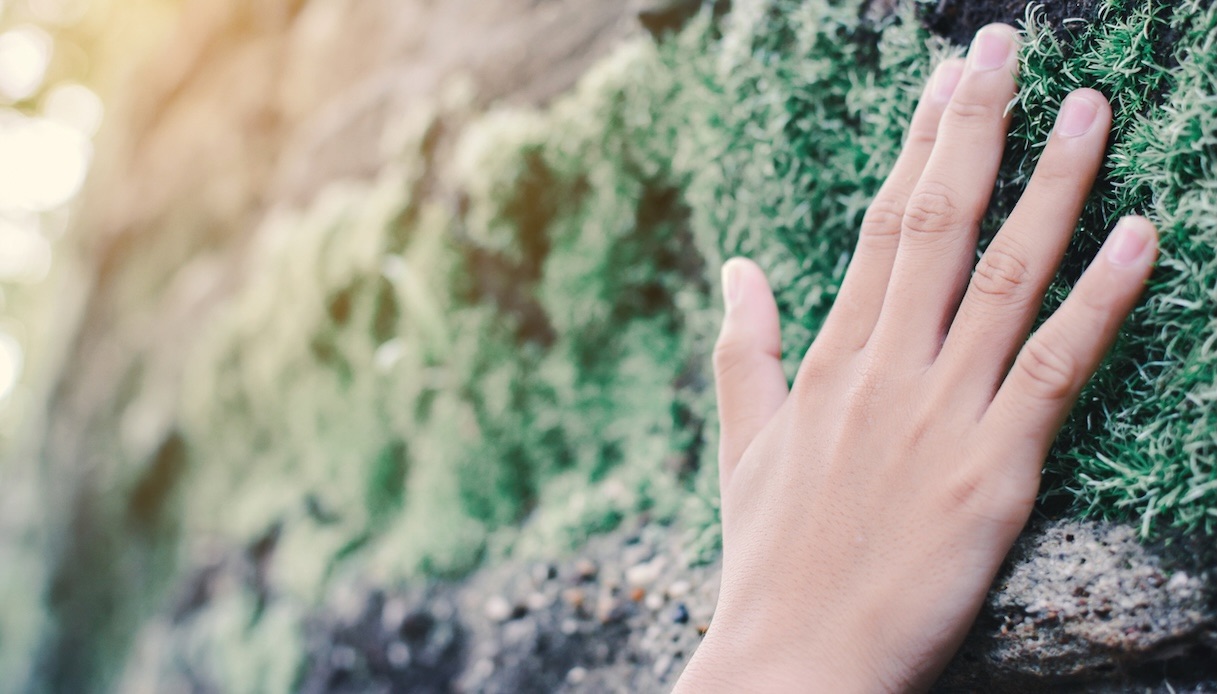 Muschio, come toglierlo da un muro esterno