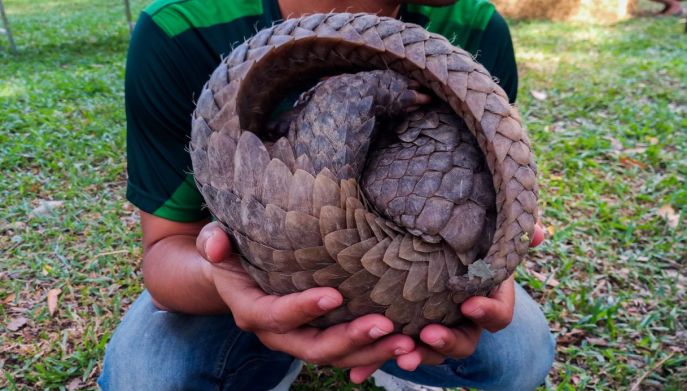 Pangolino di Temminck