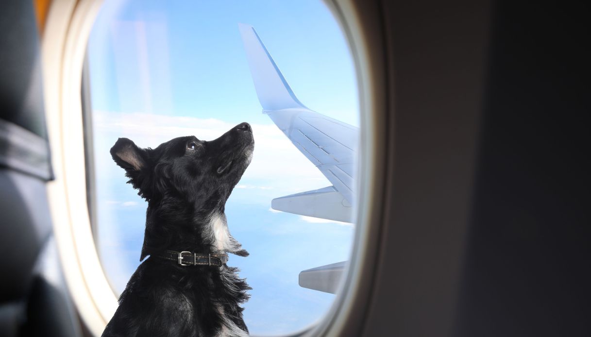cane guarda il cielo viaggiando in aereo