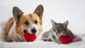 Celebra San Valentino con il tuo pets. Accessori e gadget da regalargli e regalarvi
