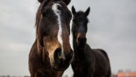 I cavalli non sono solo “carne”: stop alla macellazione degli animali d’affezione