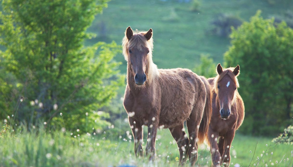 Cavalli nella natura