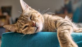 Festa del gatto: i regali per sorprenderlo e coccolarlo