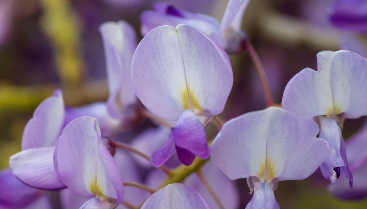 Glicine, come e quando fare la potatura dei due nodi per una fioritura abbondante