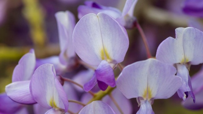 Glicine, come e quando fare la potatura dei due nodi per una fioritura abbondante
