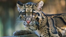 Biodiversità in pericolo: la classifica delle specie a rischio in tutto il mondo nel 2026