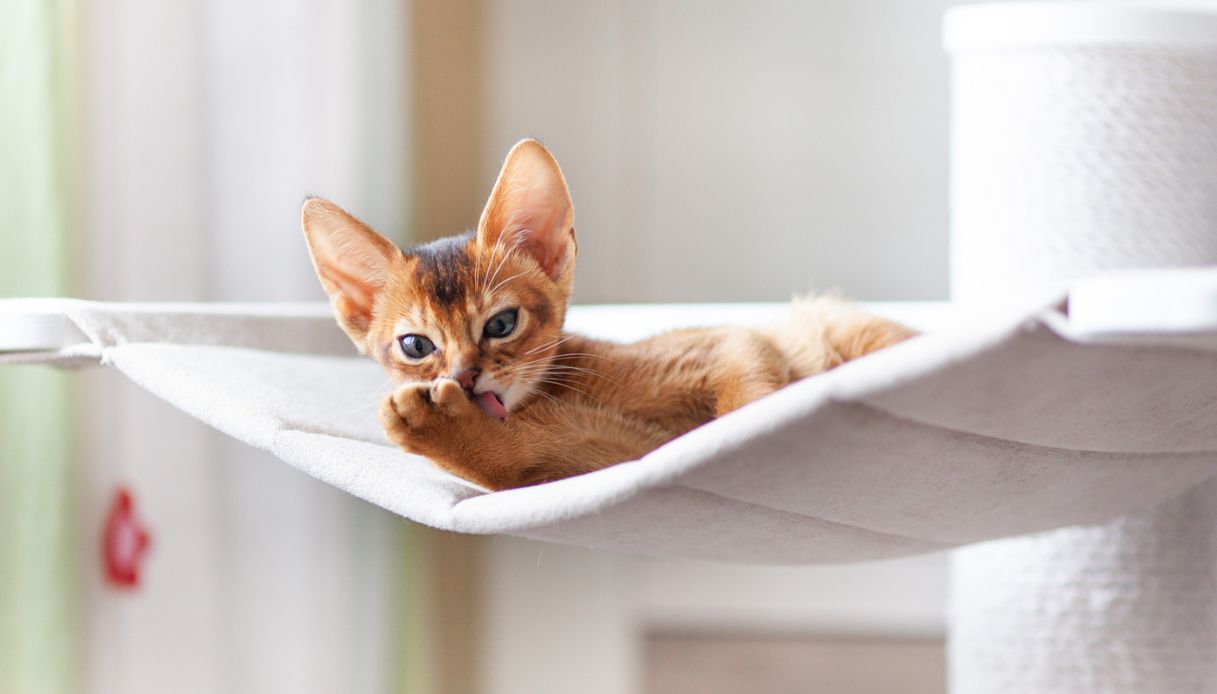 La mensola a ponte è l’accessorio più originale per far divertire (e riposare) il tuo gatto