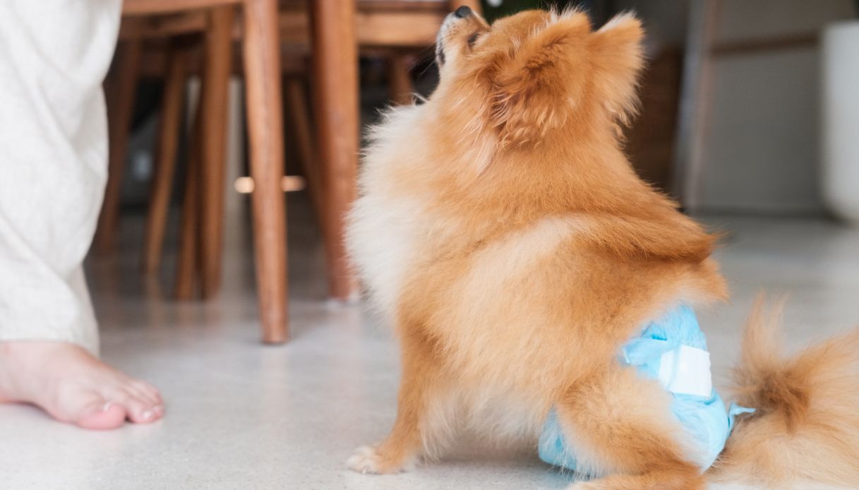 pannolini usa e getta per cani maschi questo con 37mila recensioni 232 il migliore da Dilei.it pannolini usa e getta per cani maschi questo con 37mila recensioni 232 il migliore