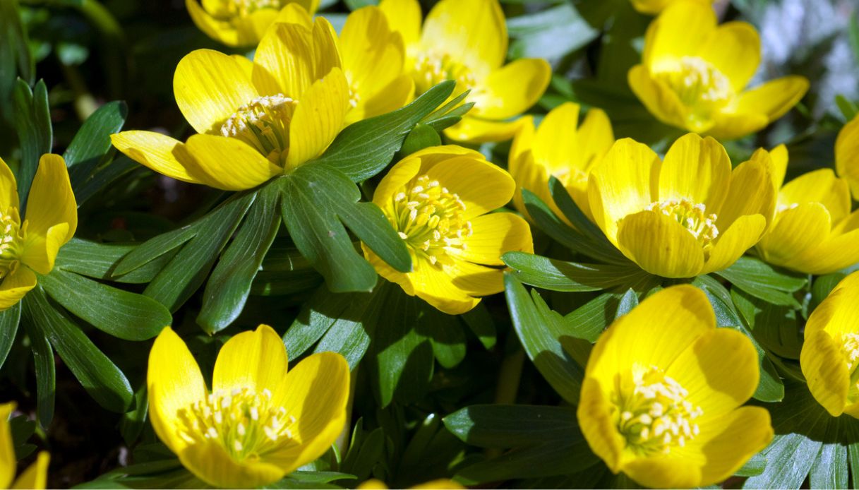 Piè di gallo, come si coltiva e quando fiorisce