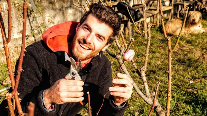 Coltivare le rose in giardino e in vaso tra potatura, concimazione e irrigazione