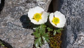 Ranuncolo dei ghiacciai, dove cresce e come riconoscere il fiore che non teme il gelo