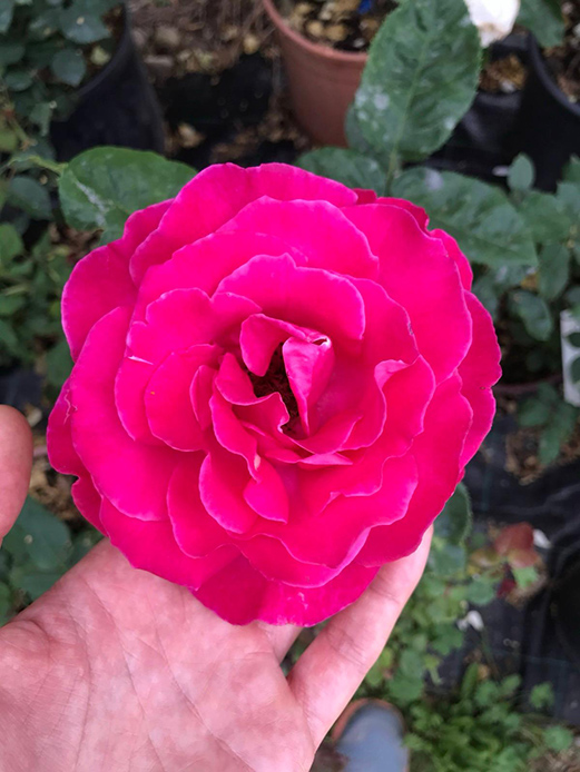 Rosa fucsia completamente aperta coltivata in vaso