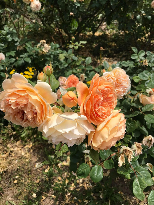 Cespuglio di rose pesca con boccioli e fiori aperti in giardino