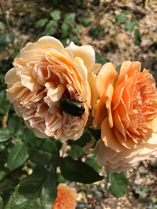 Rose color pesca con insetto impollinatore posato sui petali in giardino